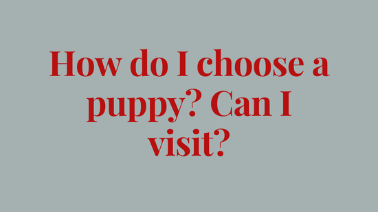How do I choose a puppy? Can I visit?